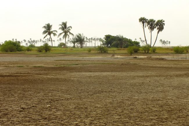 Area of the lagoon that parches in the dry season, Shannon Hampton