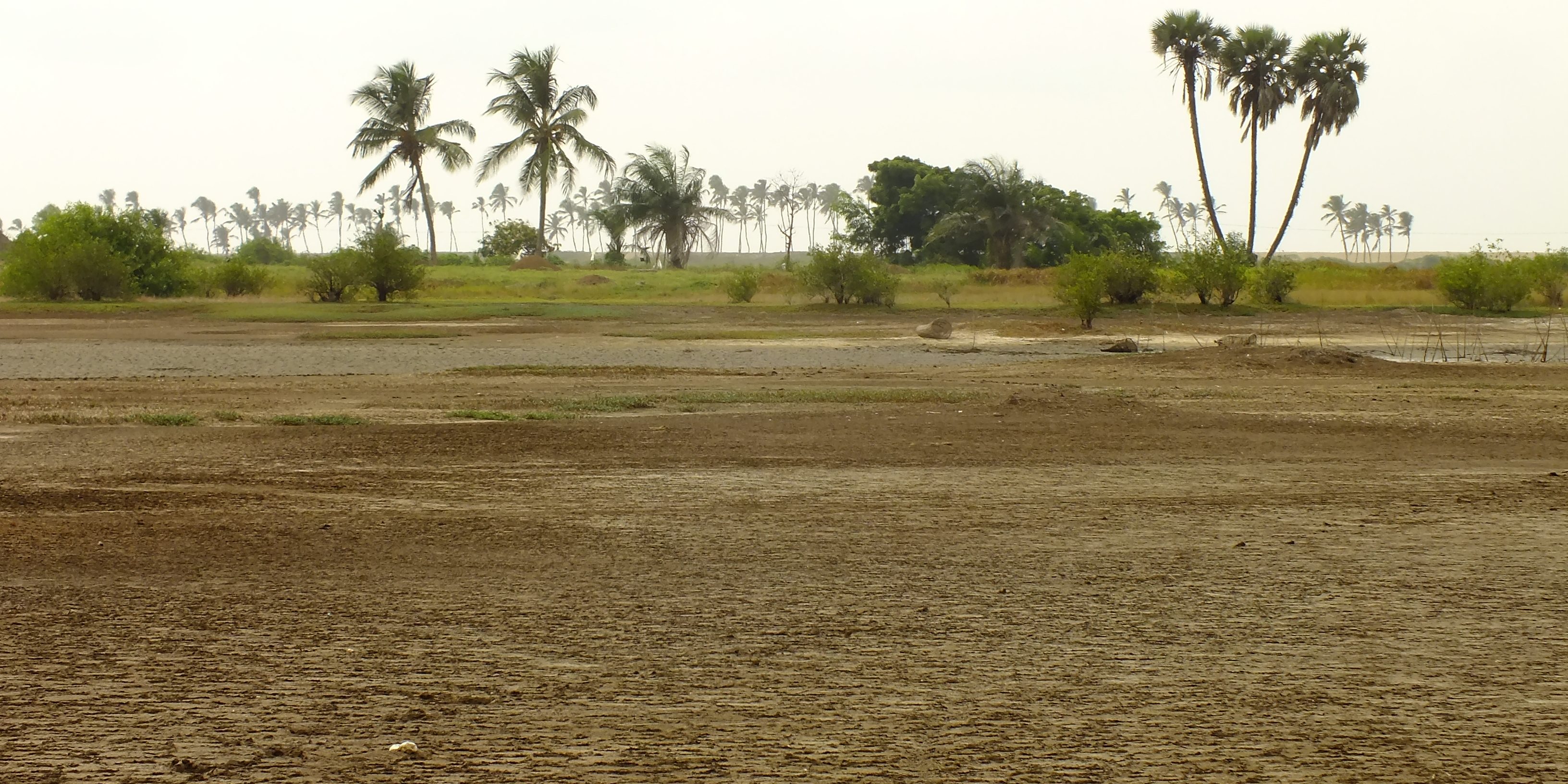Area of the lagoon that parches in the dry season, Shannon Hampton