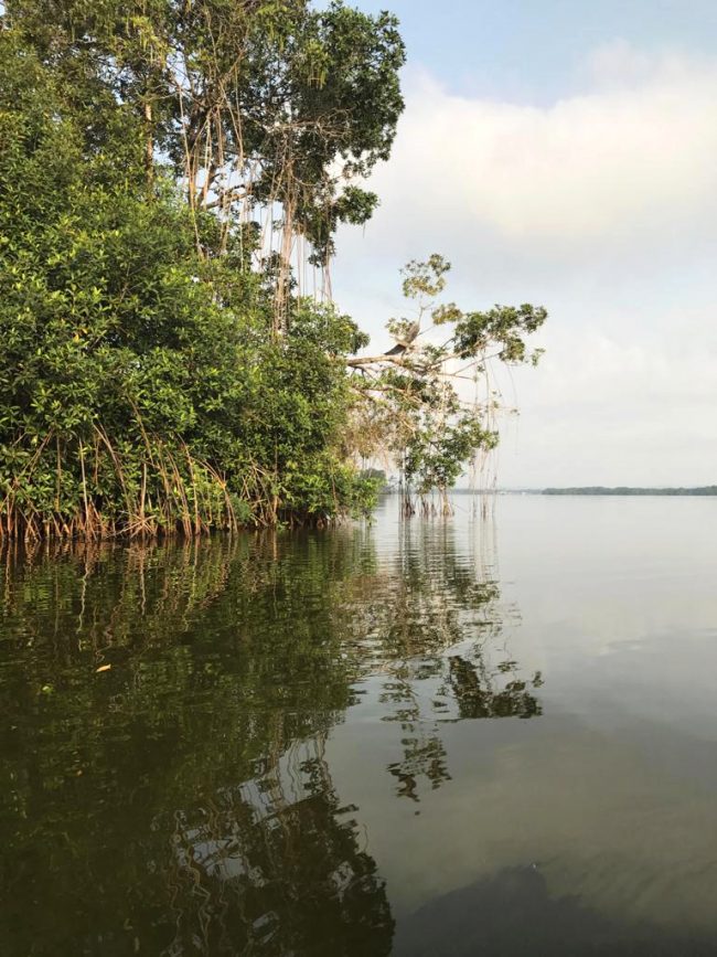 Mangroves