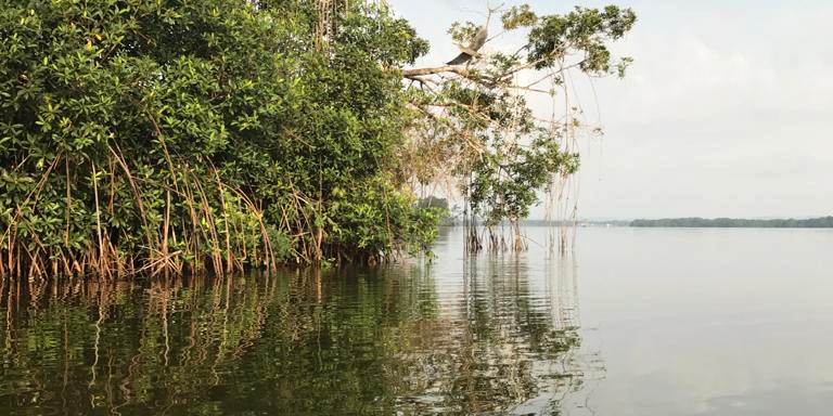 Mangroves